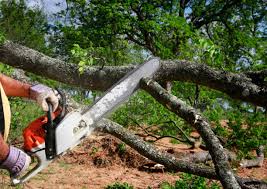 How Our Tree Care Process Works  in  Bogota, NJ