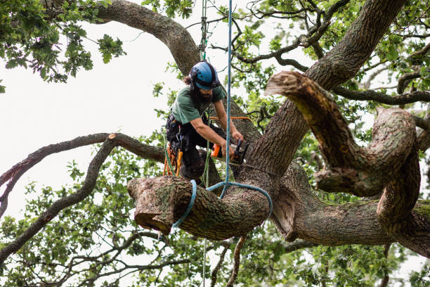 Professional Tree Removal Services in Bogota, NJ