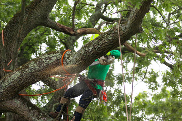 Best Commercial Tree Services  in Bogota, NJ