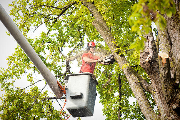 Best Hazardous Tree Removal  in Bogota, NJ