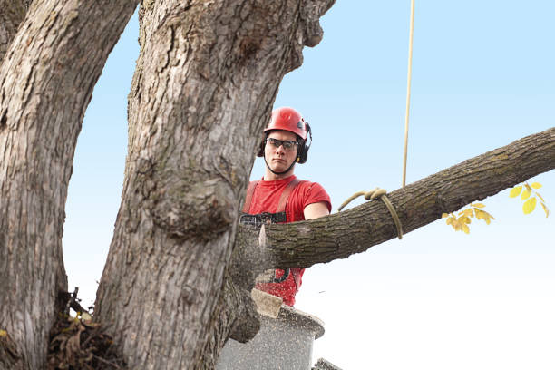 Best Arborist Consultation Services  in Bogota, NJ